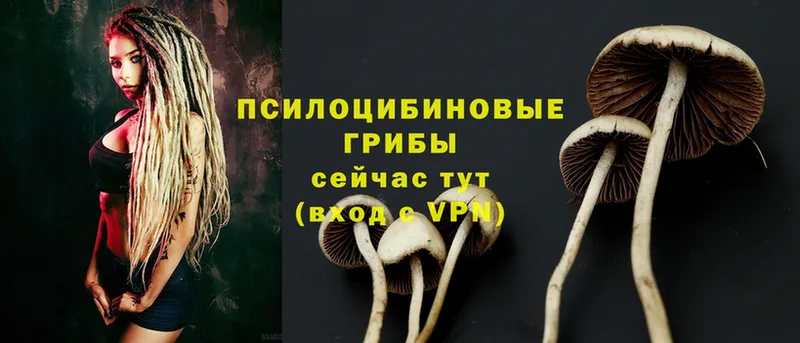 Галлюциногенные грибы Psilocybe  площадка телеграм  Островной 